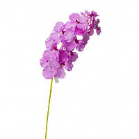 Орхидея онцидиум, сиреневая