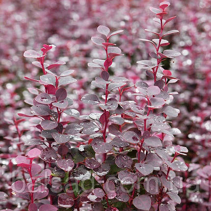 Барбарис Чоколат Саммер / С2 / Berberis Chocolate Summer, фото 1