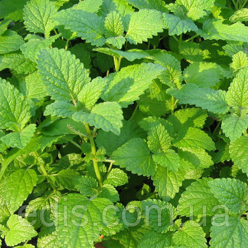 Меліса Лимонна, саджанець