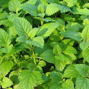 Меліса Лимонна, саджанець, фото 1