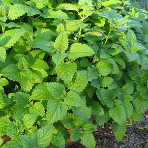 Меліса Лимонна, саджанець, фото 3