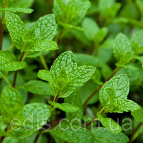 М'ята коктейльна Мохіто, кореневище