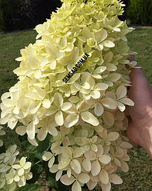 Гортензія волотиста Фантом \ Hydrangea paniculata Phantom ( саджанці 3 роки С5л )