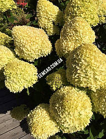 Гортензія волотиста Селекшн \" hydrangea paniculata Selection" ( саджанці 3 роки С5л  ) НОВИНКА