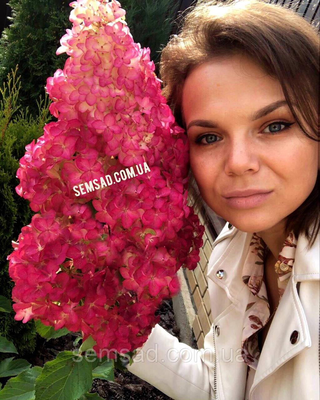 Гортензія волотиста Фрайз Мельба \ Hydrangea paniculata Fraise Melba ( саджанці 3 роки)