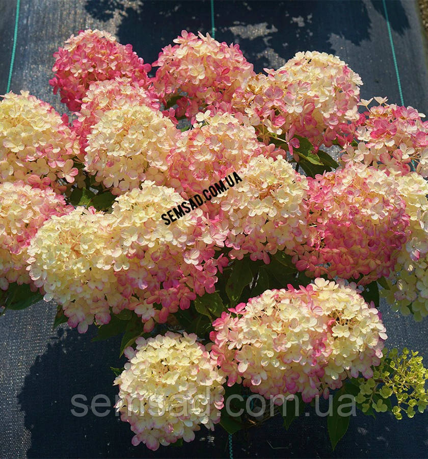 Гортензія волотиста Лівінг Літл Блоссом \ Hydrangea paniculata Living Little Bloss ( саджанці 3 - 4 роки С5л ) Новинка