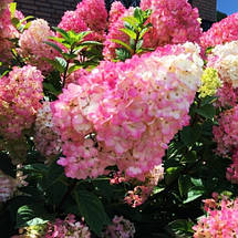 Гортензія волотиста Сандей Фрайз / С5 / Hydrangea Sundae Fraise, фото 3