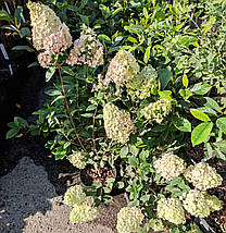 Гортензія волотиста Сандей Фрайз / С5 / Hydrangea Sundae Fraise, фото 2