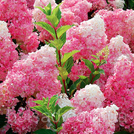 Гортензія волотиста Ваніла Фрайз / Vanilla Fraise / С3, фото 3
