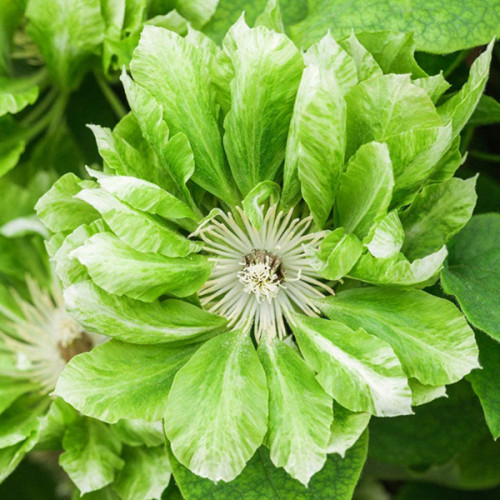 Саженець Клематис Green Passion, фото 1