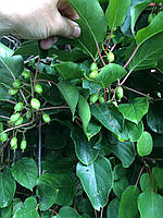 Актинідія (міні ківі) - дерев"яниста багаторічна ліана.
