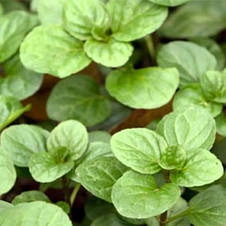 Мята Апельсиновая, саженец Р9, фото 2