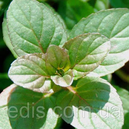 Мята Апельсиновая, саженец Р9, фото 1