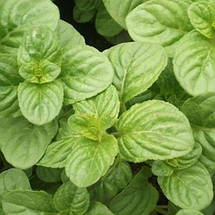 Мята Апельсиновая, саженец Р9, фото 4