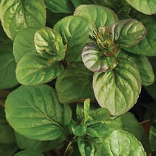 Мята Апельсиновая, саженец Р9, фото 3