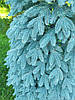 Лита ялинка Швейцарська 2.50м. блакитна, фото 2