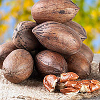 Саженцы ореха пекана GraZona - средне-ранний, зимостойкий, крупноплодный