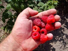 Полівітаміни плюси і мінуси