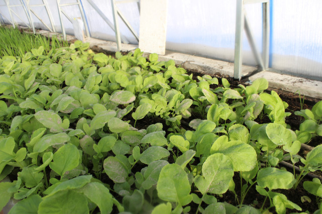 зимові теплиці