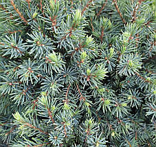 Ялина глаука Ехініформіс / d 10-20 / Picea glauca Echiniformis, фото 4