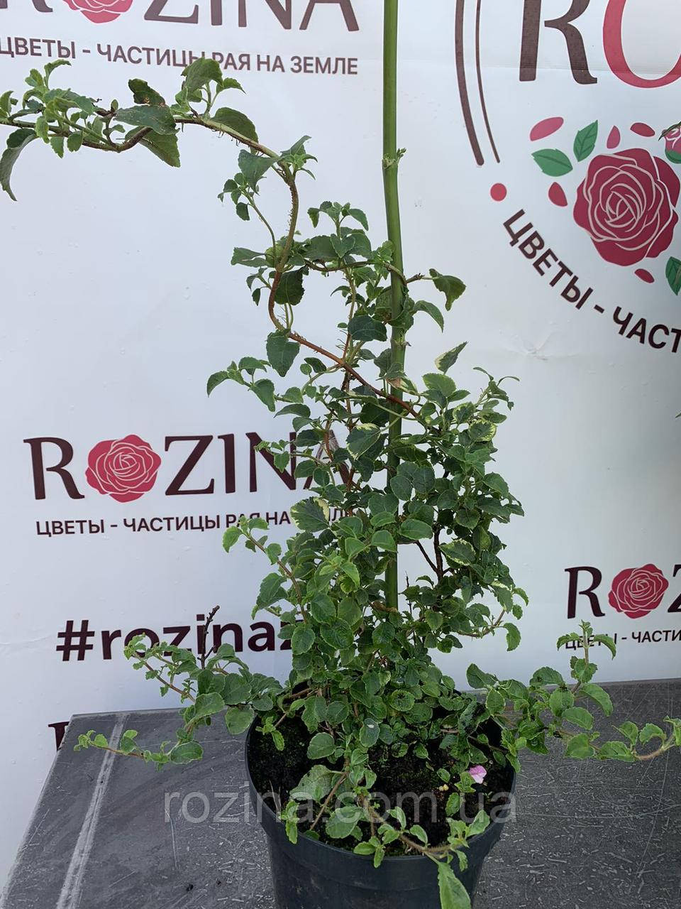 Гортензія черешкова петиоларис "Міранда"