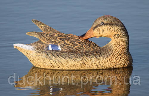 Чучело чистящейся кряквы (PR 02) - фото 1 - id-p1453913305