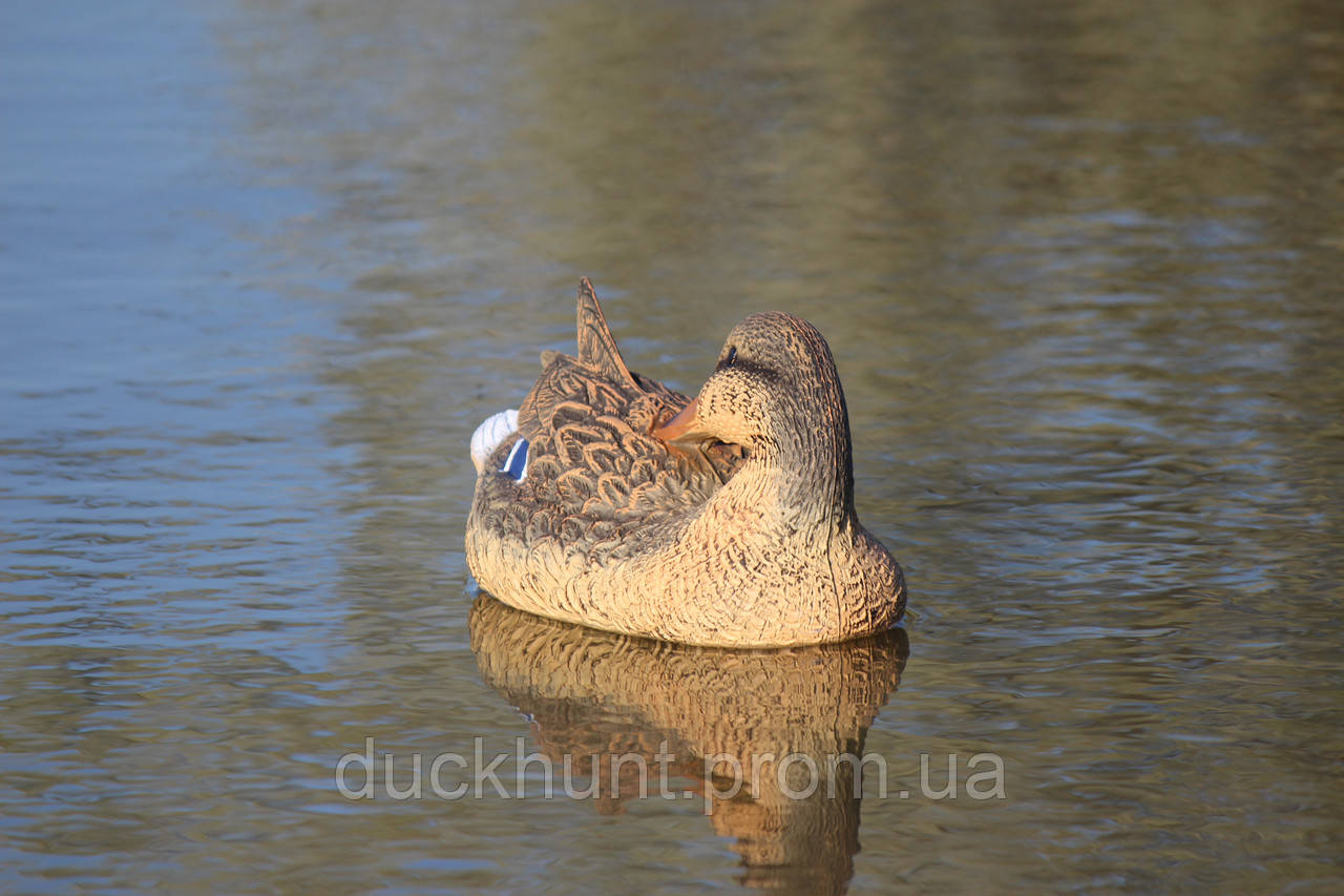 Чучело чистящейся кряквы (PR 02) - фото 2 - id-p1453913305