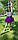 Фіолетова фатинова спідниця для дівчинки багатошарова на 3-9 років, фото 2