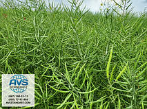 Гібриди озимого ріпаку класика і під гліфосат.