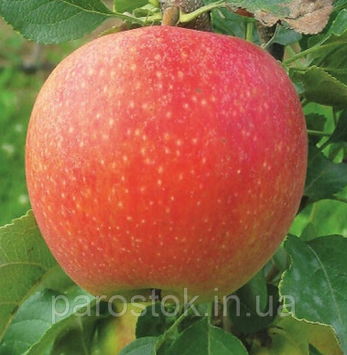 Яблуня Евеліна. (54-118). (вс). Зимовий сорт