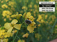 Гібрид озимого ріпаку Маркус., фото 4