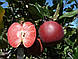 Яблуня осіння Хідден Роуз 2х річна, фото 2