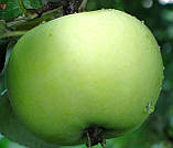 Яблуня Білий Налив. (ММ106). Літній сорт. Однорічний, фото 2