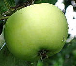 Яблуня Білий Налив. (ММ106). Літній сорт. Однорічний, фото 3