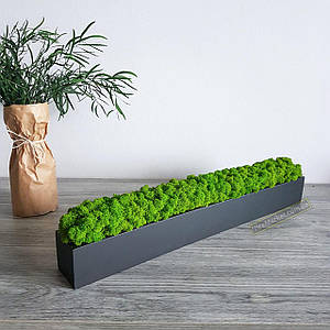 Прямокутне дерев'яне кашпо зі стабілізованим мохом матове чорне.Декор з дерева 60 см