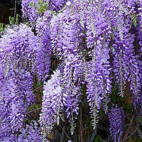 Саженцы Глицинии Аметист (Wisteria chinensis Amethyst)