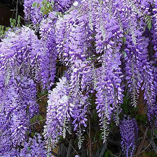 Саджанці Гліцинії Аметист (Wisteria chinensis Amethyst)