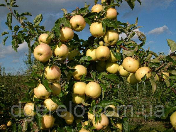 Яблуня зимова Луна 2х річна