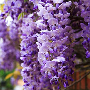 Саджанці Гліцинії Прекрасний пейзаж (Wisteria Beautiful landscape)