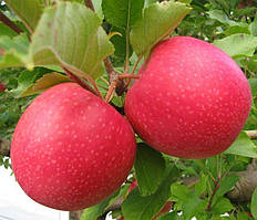 Саджанці яблуні Пінк Леді 2х річна