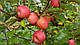 Саджанці яблуні Пінк Леді 2х річна, фото 2
