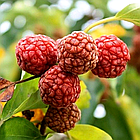 Саджанці Кудрании Рубра - полуничне дерево (Cornus Rubra) - дводомна, морозостійка, крупноплідна Р9, фото 3