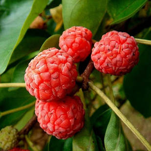 Саджанці Кудрании Рубра - полуничне дерево (Cornus Rubra) - дводомна, морозостійка, крупноплідна Р9