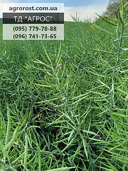 Озимий ріпак Маркус. класичний гібрид 45ц/га.