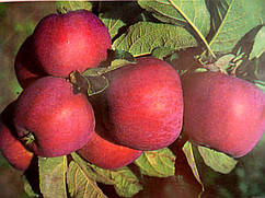 Яблуня - рання Фукута. 2 роки
