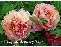 Пион Itoh Magigal Mystery Tours Мэджикал Мистери Тур