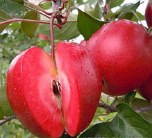 Яблуня осіння красном'яса Ред Кеті 2х річна