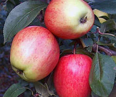 Яблуня Каравелла. 2 роки