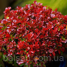 Барбарис Лютін Руж / Berberis thunbergii Lutin Rouge, фото 6