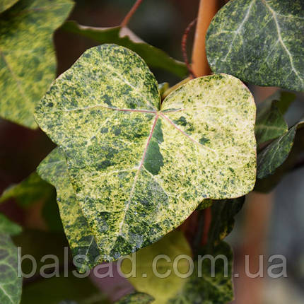 Плющ Професор Сенета / С2 / h 60-80 / Hedera Profesor Seneta, фото 3